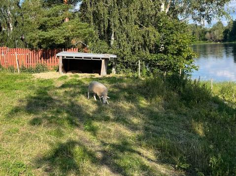 Lampaat laiduntavat kesäisin kaffelan viereisessä aitauksessa.