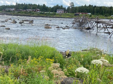 Vastarannalla, Suomen puolella Kukkolankosken varrella on Kahvila Myllypirtti. Kuvassa oikealla krenkku eli silta, mistä kalaa pyydystetään lippoamalla.