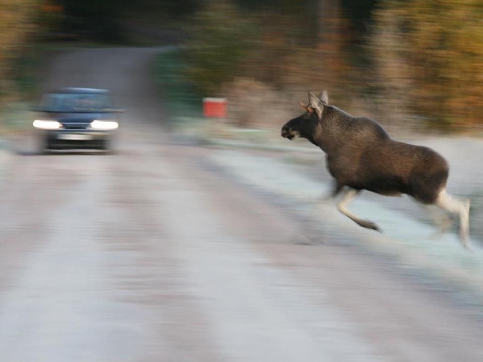 <p>Hirvenmetsästys on alkanut jo osassa maata. Paras tapa vähentää hirvionnettomuuden riskiä on tiedostaa vaaranpaikat ja ottaa ne huomioon ajotavassa ja -nopeudessa. Kuva Ari Ahtiainen/Liikenneturva.</p>