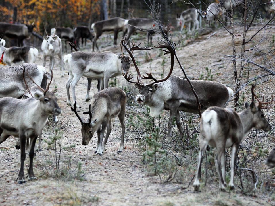 Porojen uhka on Lapissa talvisaikaan suurimmillaan lokakuun puolivälistä joulukuun puoleen väliin. Kuva: Sonja Hieala.