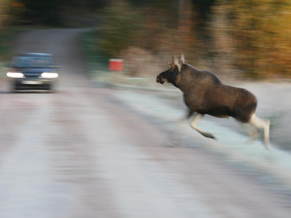 <p>Hirvieläinonnettomuuksista lähes kaksi kolmasosaa ajetaan hämärässä tai pimeässä. Kuva Ari Ahtiainen/Liikenneturva.</p>