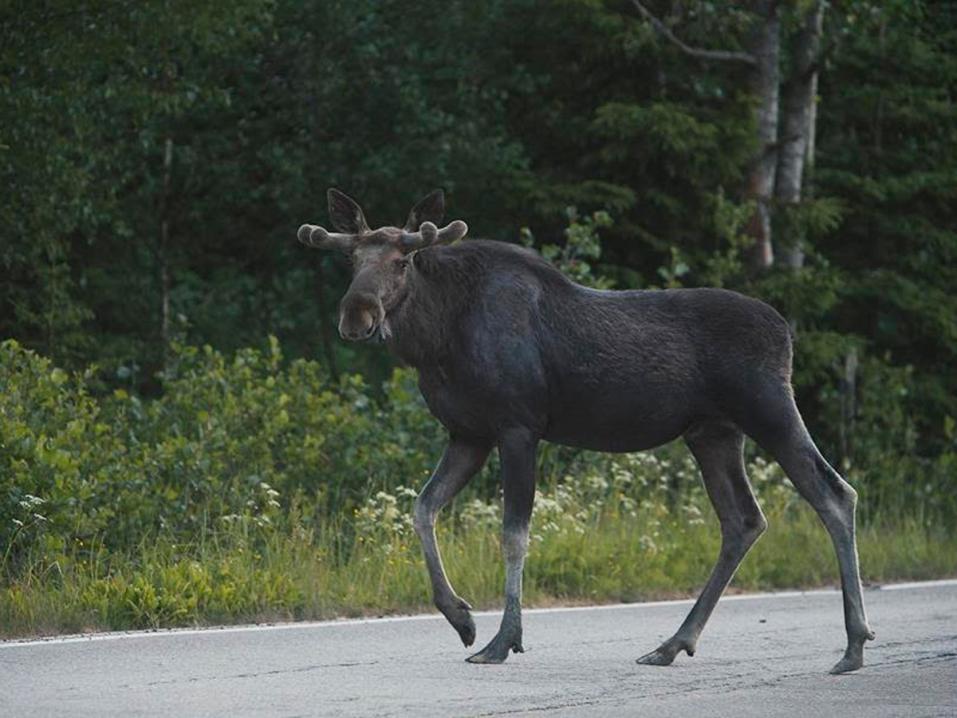 <p>Ajonopeuden hidastaminen hirvivaara-alueella on paras tapa välttää hirvikolari. Kuva: Nina Mönkkönen / Liikenneturva.</p>